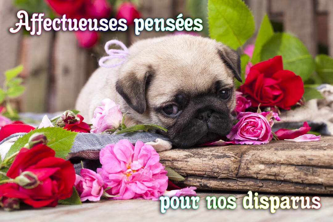 Un jeune chiot carlin au regard mélancolique est couché sur du bois, entouré de roses rouges et roses avec un ruban lilas.