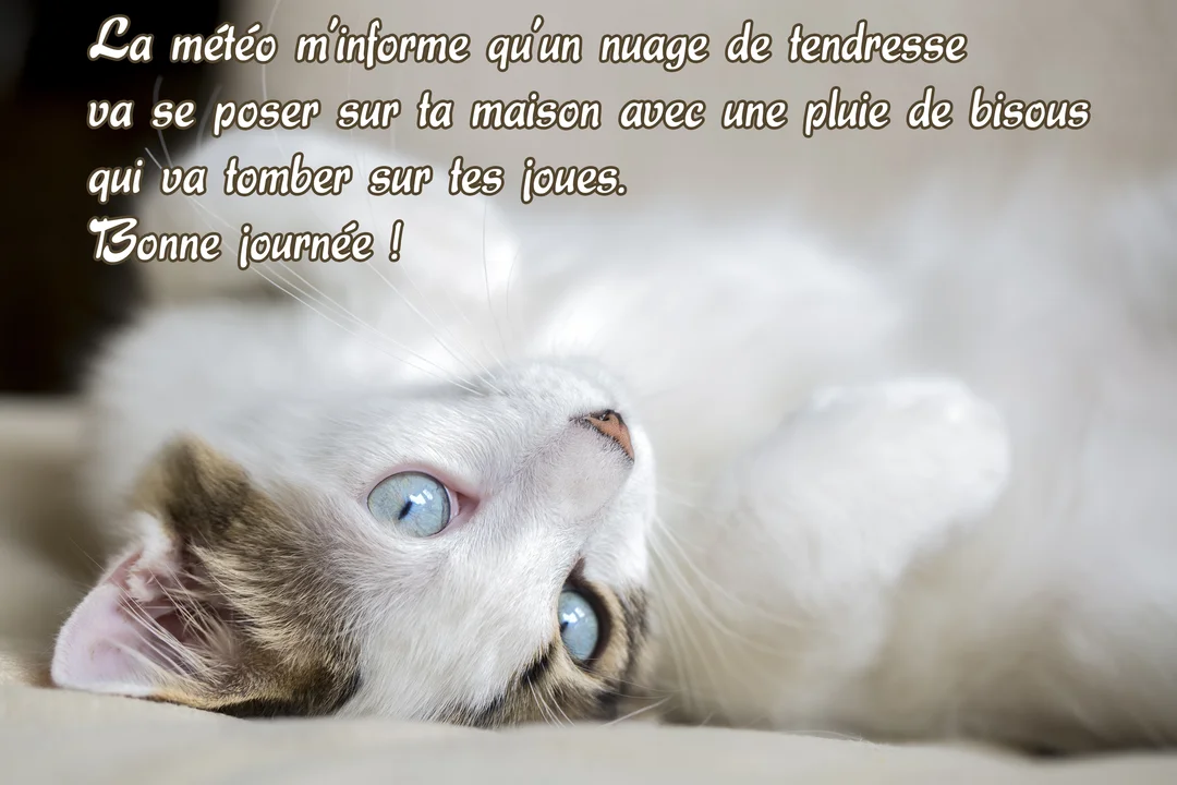 Gros plan sur un chaton blanc et tigré aux yeux bleus perçants, couché sur le dos sur un fond clair et doux, le regard tourné vers le haut.