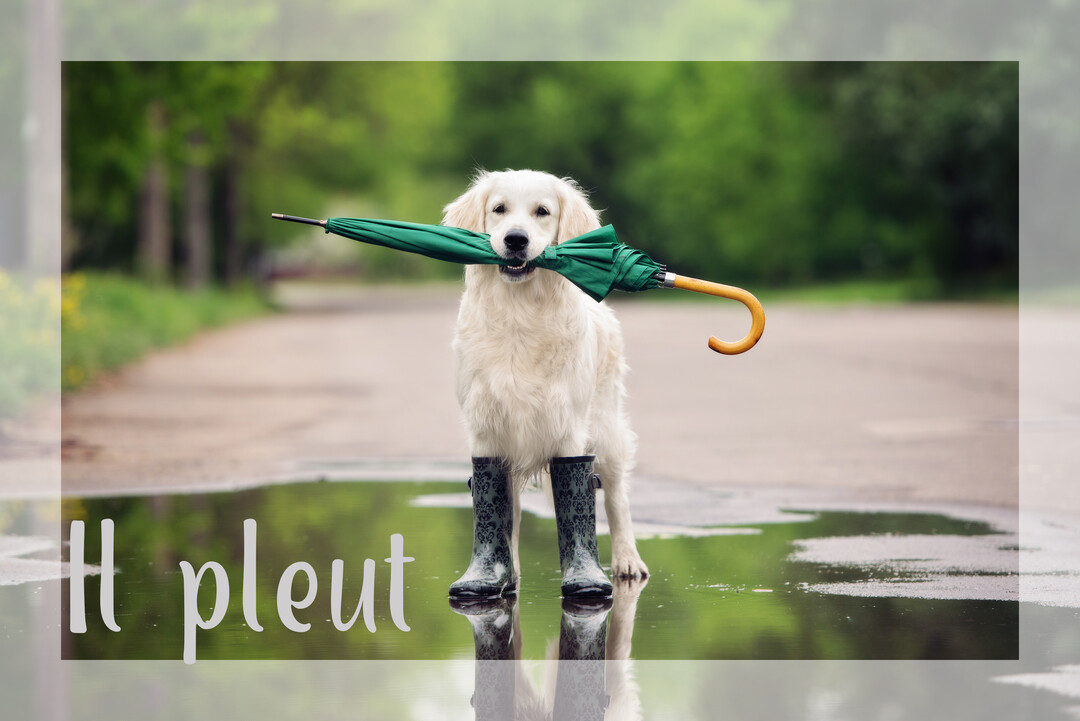 Un chien golden retriever se tient sur une route mouillée, chaussé de bottes de pluie et portant un parapluie fermé dans sa bouche.
