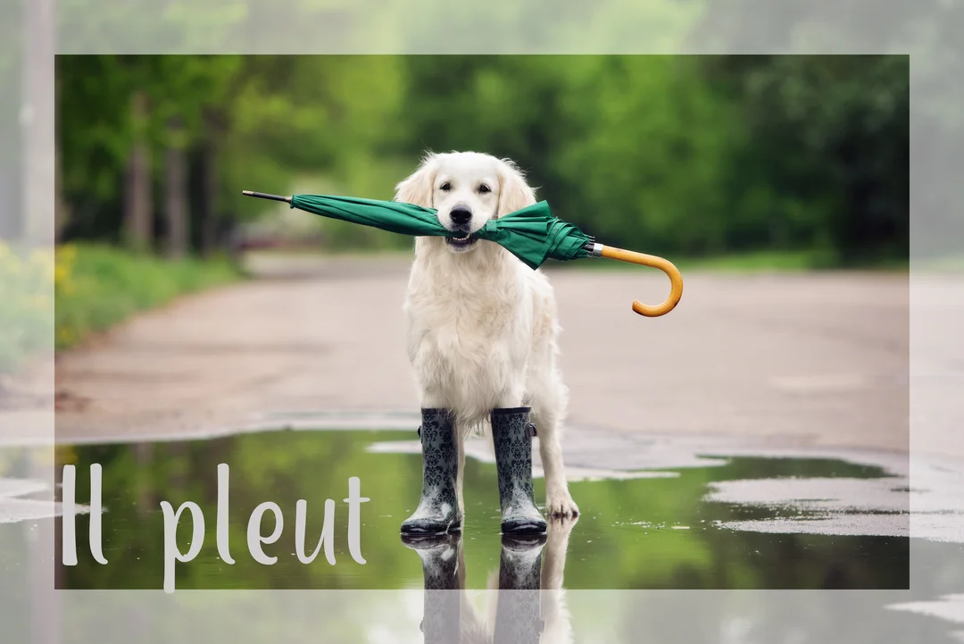 Un chien golden retriever se tient sur une route mouillée, chaussé de bottes de pluie et portant un parapluie fermé dans sa bouche.
