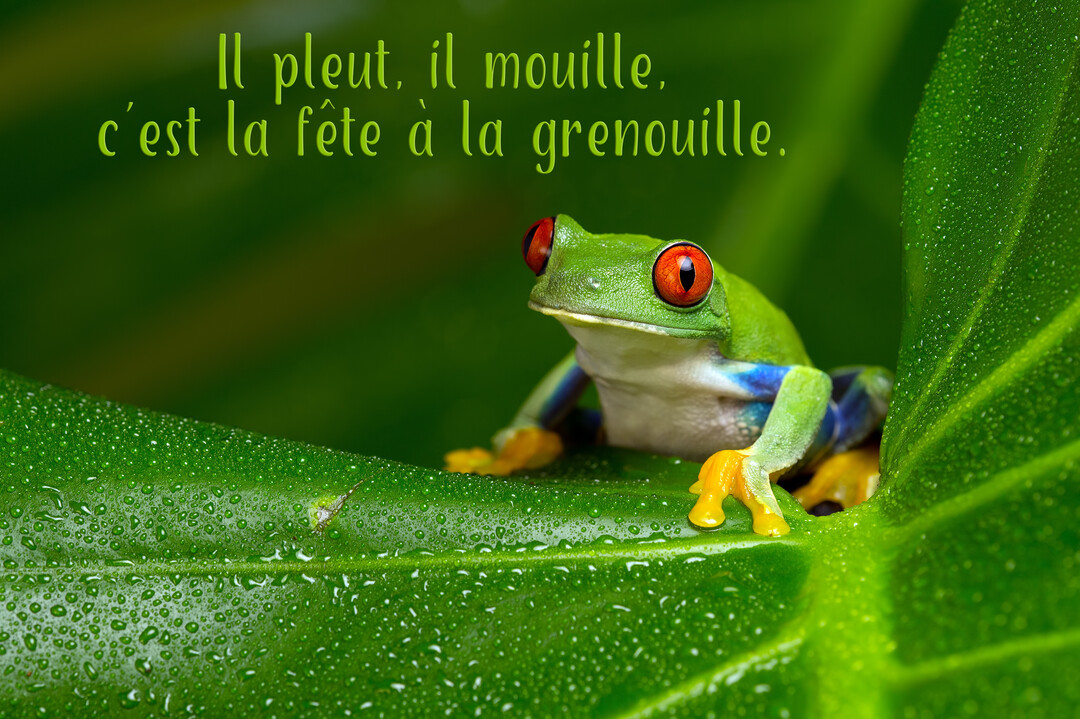 Photographie en gros plan d'une rainette verte aux yeux rouges posée sur une large feuille luxuriante parsemée de gouttes de pluie.