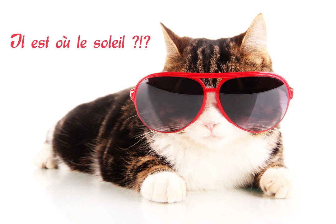 Un chat de race européenne, tigré et blanc, est couché sur un fond blanc, portant de surdimensionnées lunettes de soleil rouges.