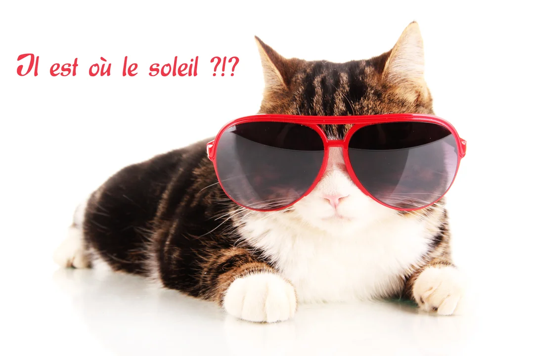 Un chat de race européenne, tigré et blanc, est couché sur un fond blanc, portant de surdimensionnées lunettes de soleil rouges.