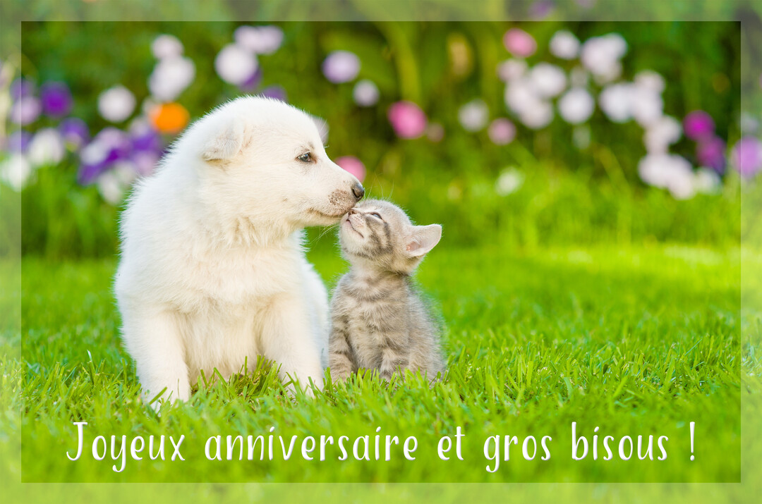 Un jeune chiot blanc est assis sur de l'herbe verte et fait un tendre bisou sur la tête d'un petit chaton tigré gris.