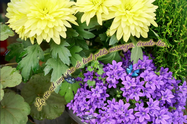 Carte avec citation 'La vie est une série de tout petits messages, écoute-les' sur un fond de fleurs jaunes et violettes.