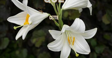 Aperçu de la carte : Que cette journée soit légère et joyeuse ! Joyeux anniversaire