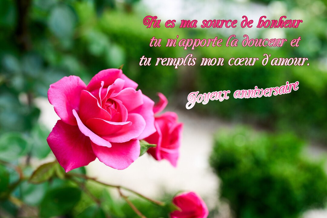 Une photographie en gros plan d'une rose fuchsia épanouie dans un jardin verdoyant, avec un texte romantique superposé pour un anniversaire.