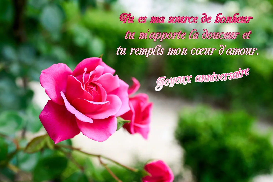 Une photographie en gros plan d'une rose fuchsia épanouie dans un jardin verdoyant, avec un texte romantique superposé pour un anniversaire.