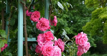 Aperçu de la carte : « Une nouvelle année comme une fleur en devenir, unique, belle... »