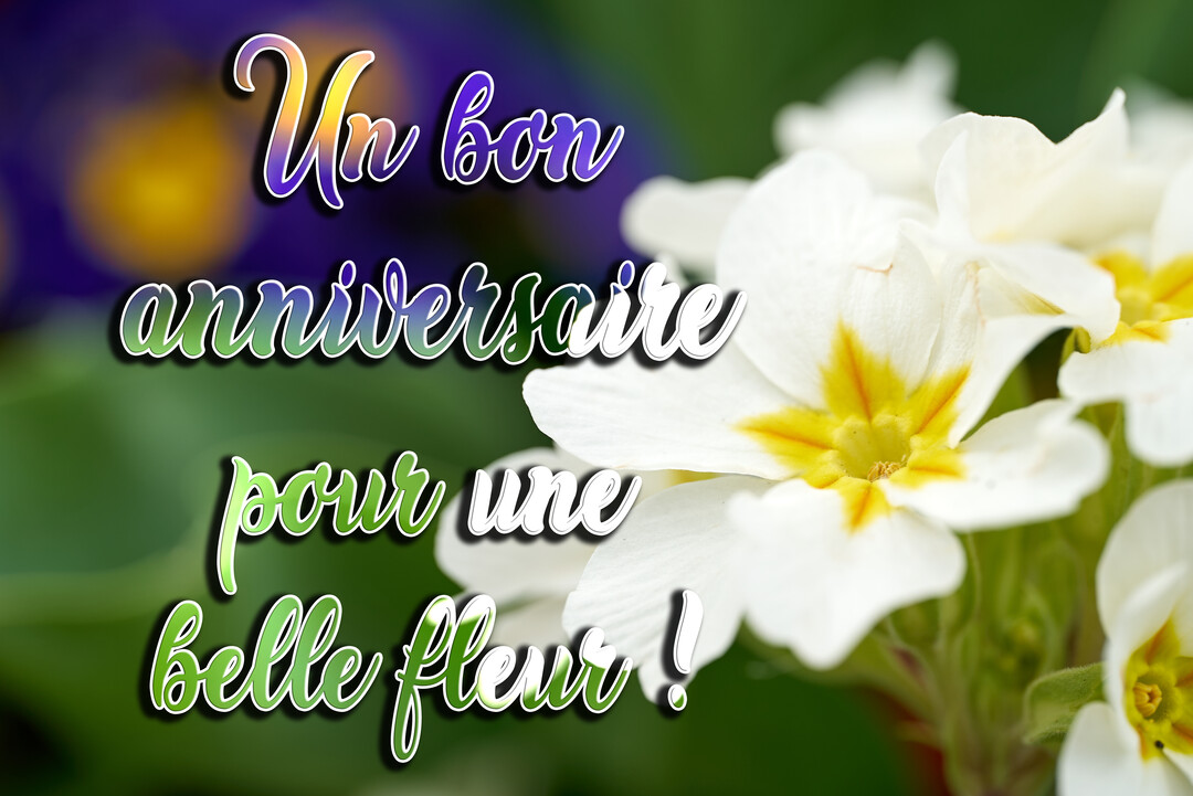 Une photographie en gros plan de fleurs de primevère blanches au cœur jaune, sur un fond végétal flou, avec un texte de vœux d'anniversaire superposé.