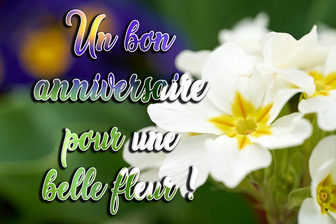 Une photographie en gros plan de fleurs de primevère blanches au cœur jaune, sur un fond végétal flou, avec un texte de vœux d'anniversaire superposé.