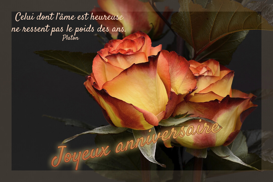 Un bouquet de roses bicolores, jaune et rouge, sur fond sombre, avec une citation de Platon superposée en haut de la carte.