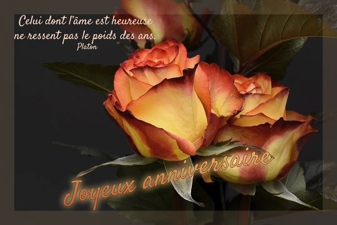 Un bouquet de roses bicolores, jaune et rouge, sur fond sombre, avec une citation de Platon superposée en haut de la carte.