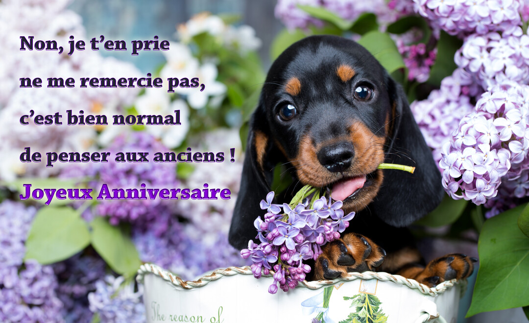 Un chiot teckel noir et feu est assis dans un pot blanc, entouré de lilas, et mâchouille une petite fleur violette.