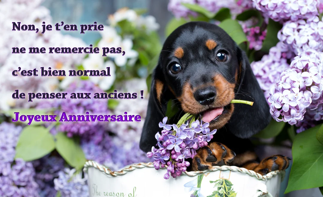 Un chiot teckel noir et feu est assis dans un pot blanc, entouré de lilas, et mâchouille une petite fleur violette.