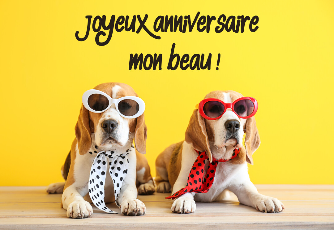 Deux chiens de race beagle sont assis côte à côte, portant des lunettes de soleil et des foulards, sur fond jaune et un sol en bois.