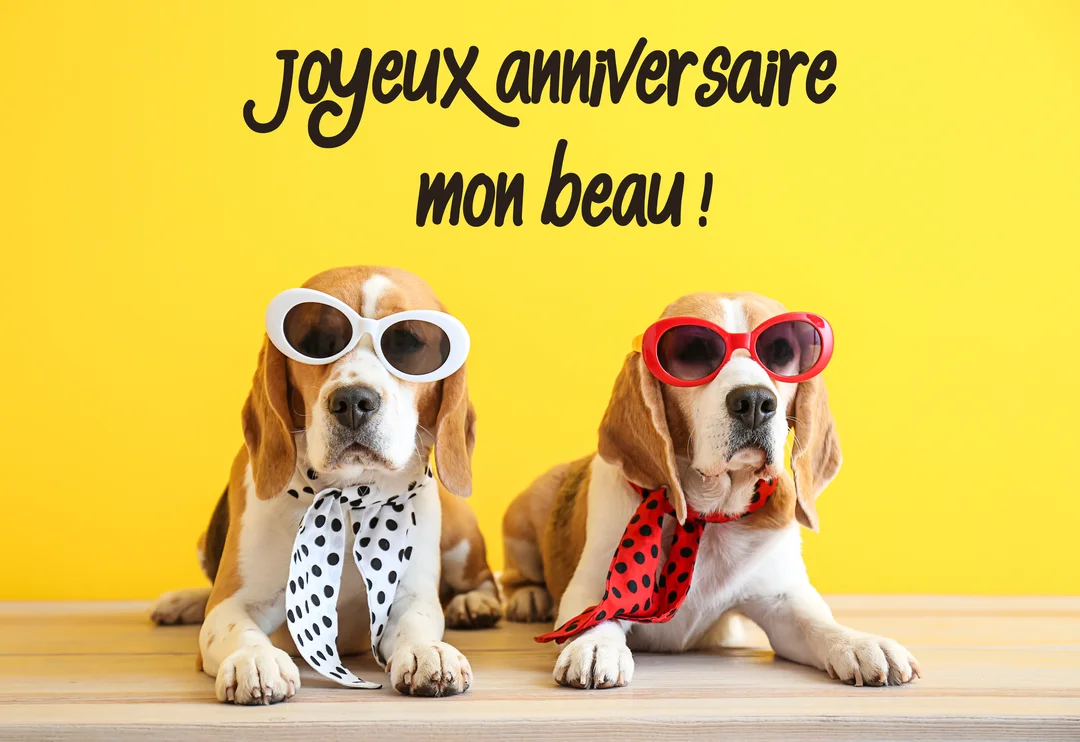Deux chiens de race beagle sont assis côte à côte, portant des lunettes de soleil et des foulards, sur fond jaune et un sol en bois.