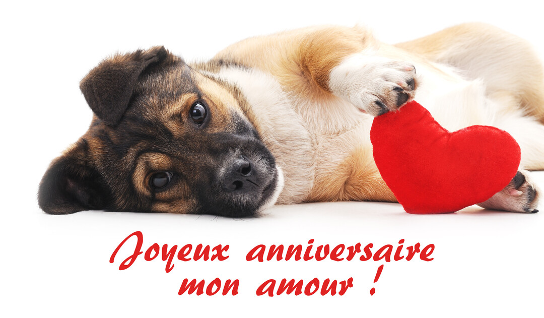 Un jeune chiot au pelage brun et beige est allongé sur le dos sur un fond blanc, touchant un cœur rouge en peluche.