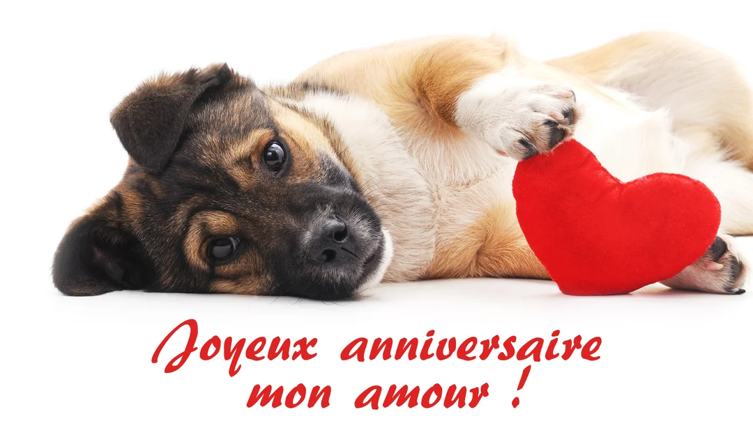 Un jeune chiot au pelage brun et beige est allongé sur le dos sur un fond blanc, touchant un cœur rouge en peluche.