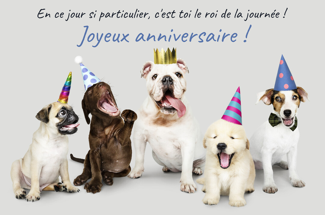 Une photographie de cinq chiens assis côte à côte, coiffés de chapeaux de fête colorés, sur un fond uni gris clair.