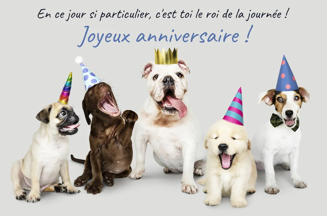 Une photographie de cinq chiens assis côte à côte, coiffés de chapeaux de fête colorés, sur un fond uni gris clair.