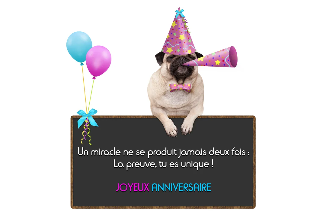 Un carlin coiffé d'un chapeau de fête et d'un nœud papillon se tient derrière un tableau noir avec un message d'anniversaire humoristique.