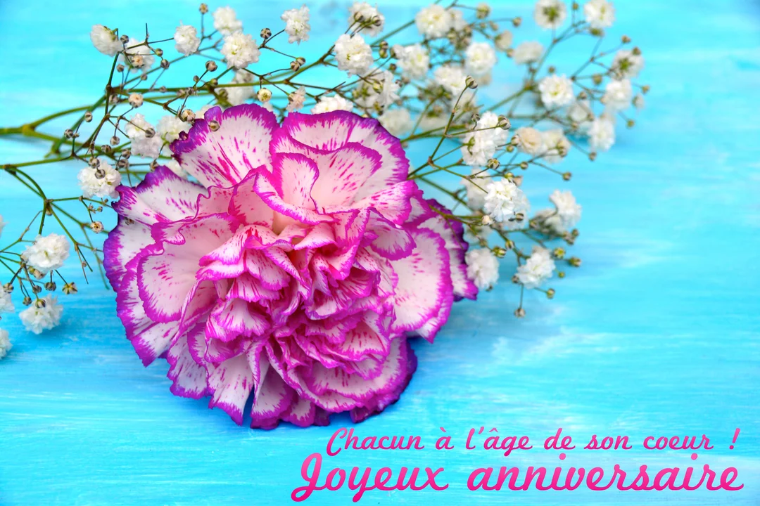 Un œillet bicolore rose et blanc est posé à côté de branches de gypsophile sur une surface en bois peinte en bleu vif.