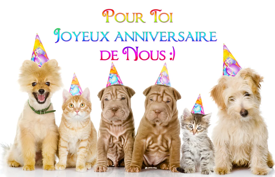 Un groupe de chiots et de chatons est alignĂ©, chacun portant un chapeau de fĂȘte pointu, sur un fond entiĂšrement blanc.