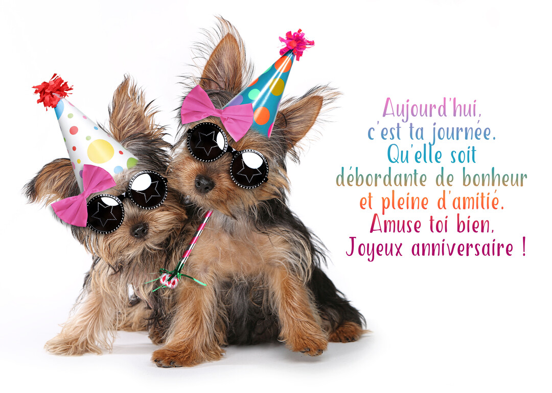 Deux petits chiots Yorkshire poilus, assis sur fond blanc, portent des chapeaux pointus et de grosses lunettes fantaisie pour un anniversaire.