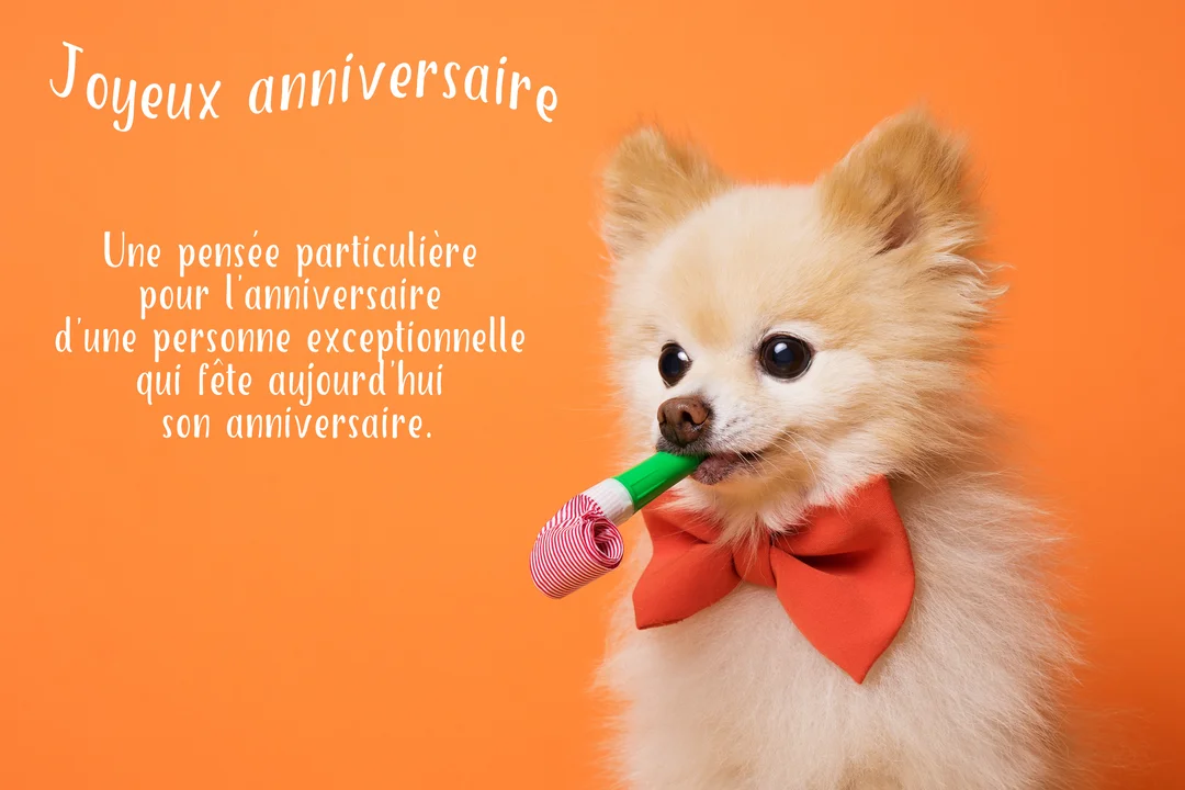 Photographie d'un petit chien Spitz poilu portant un nœud papillon rouge, tenant un cotillon dans sa bouche devant un fond uni orange.