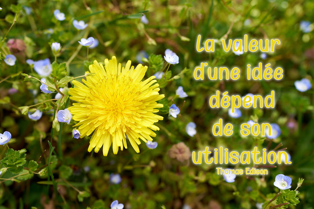 Gros plan sur une fleur de pissenlit jaune vif parmi des véroniques bleues, avec une citation de Thomas Edison superposée en lettrage jaune.