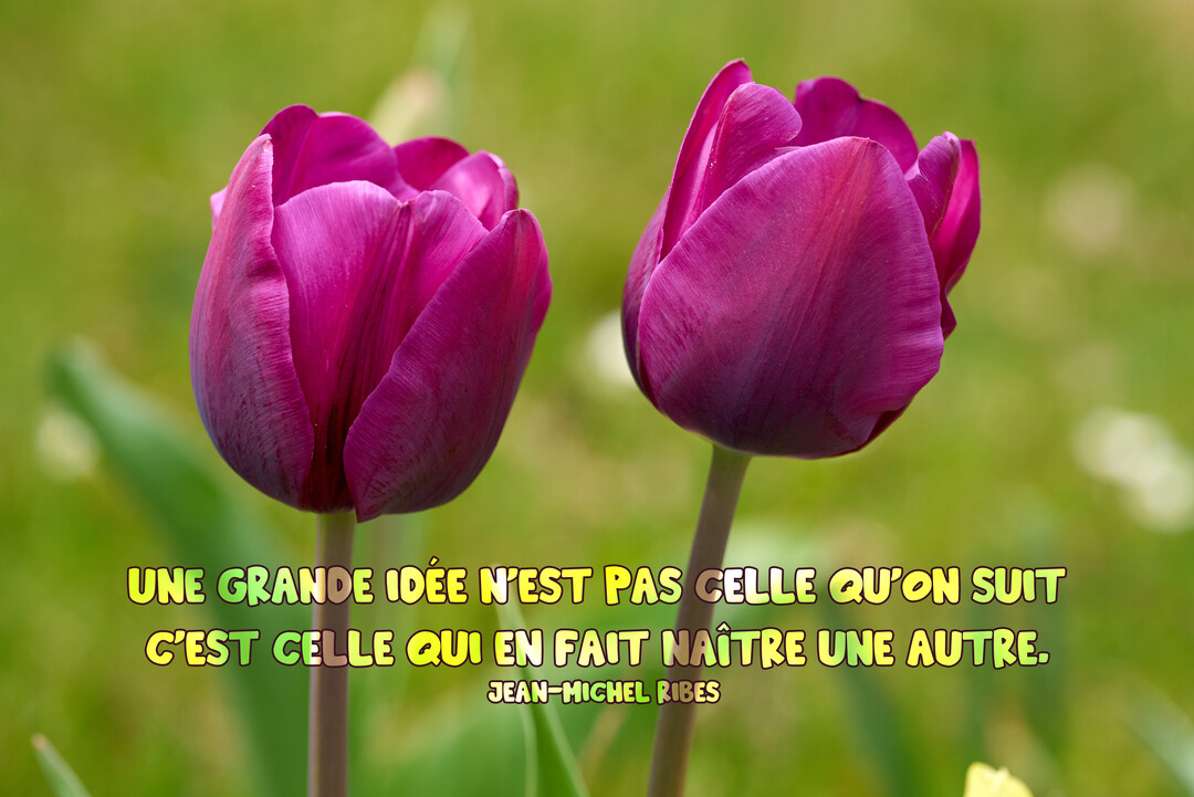 En gros plan, deux tulipes d'un violet profond s'épanouissent sur un arrière-plan verdoyant et flou, illustrant une citation sur la créativité.