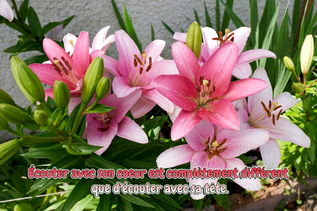 Une photographie en gros plan montre un bouquet de lys roses et blancs épanouis dans un jardin, avec des gouttes d'eau sur leurs pétales.