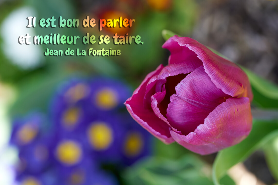 Gros plan sur une tulipe magenta éclose, avec des fleurs violettes floues en arrière-plan et un texte de citation superposé en haut à gauche.