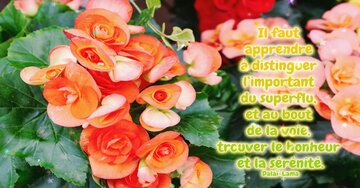 Aperçu de la carte : « Il faut apprendre à distinguer l'important du superflu... »