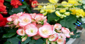 Aperçu de la carte : « Le bonheur c'est lorsque vos actes sont en accord... »