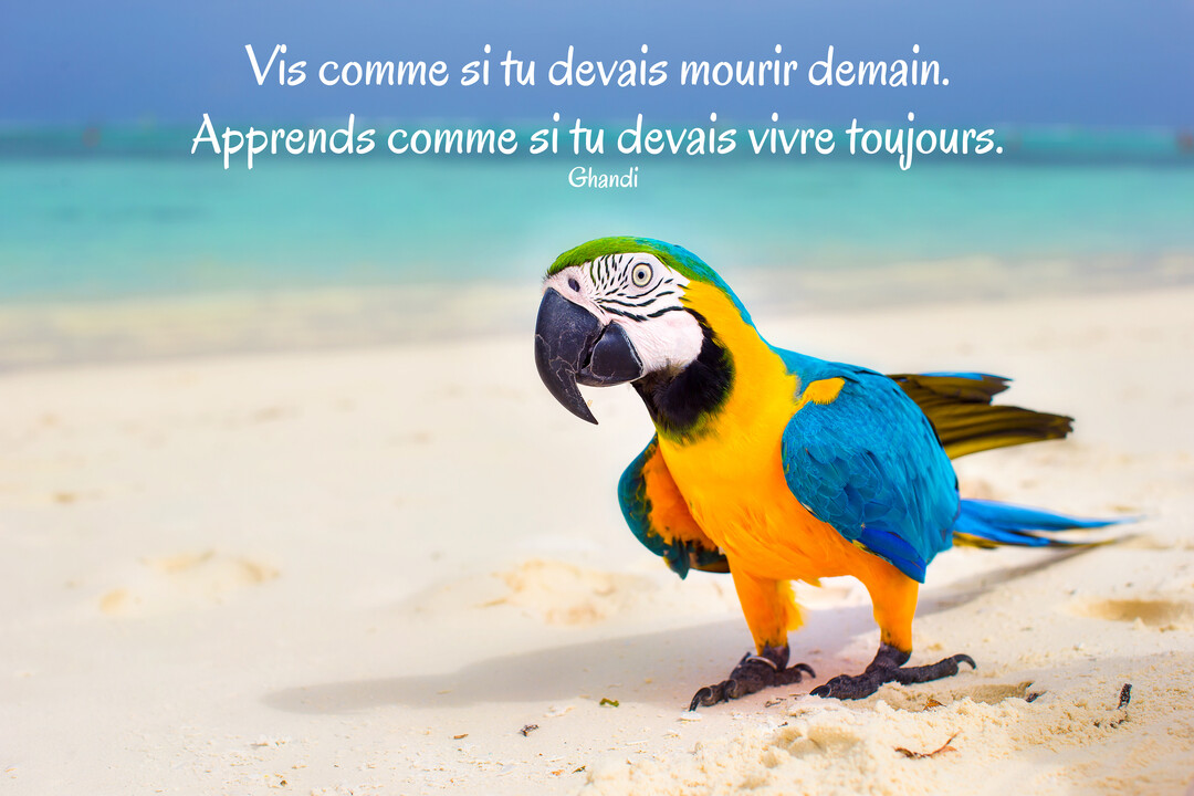 Un perroquet ara coloré se trouve sur une plage de sable fin, avec l'océan turquoise en arrière-plan et une citation de Gandhi superposée.