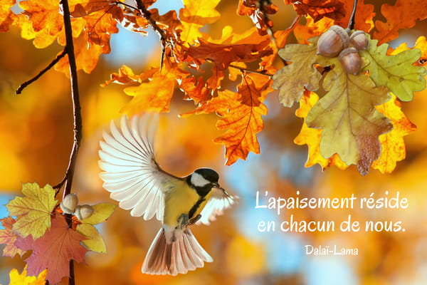 Carte d'automne avec une mésange en vol et une citation sur l'apaisement : L'apaisement réside en chacun de nous.