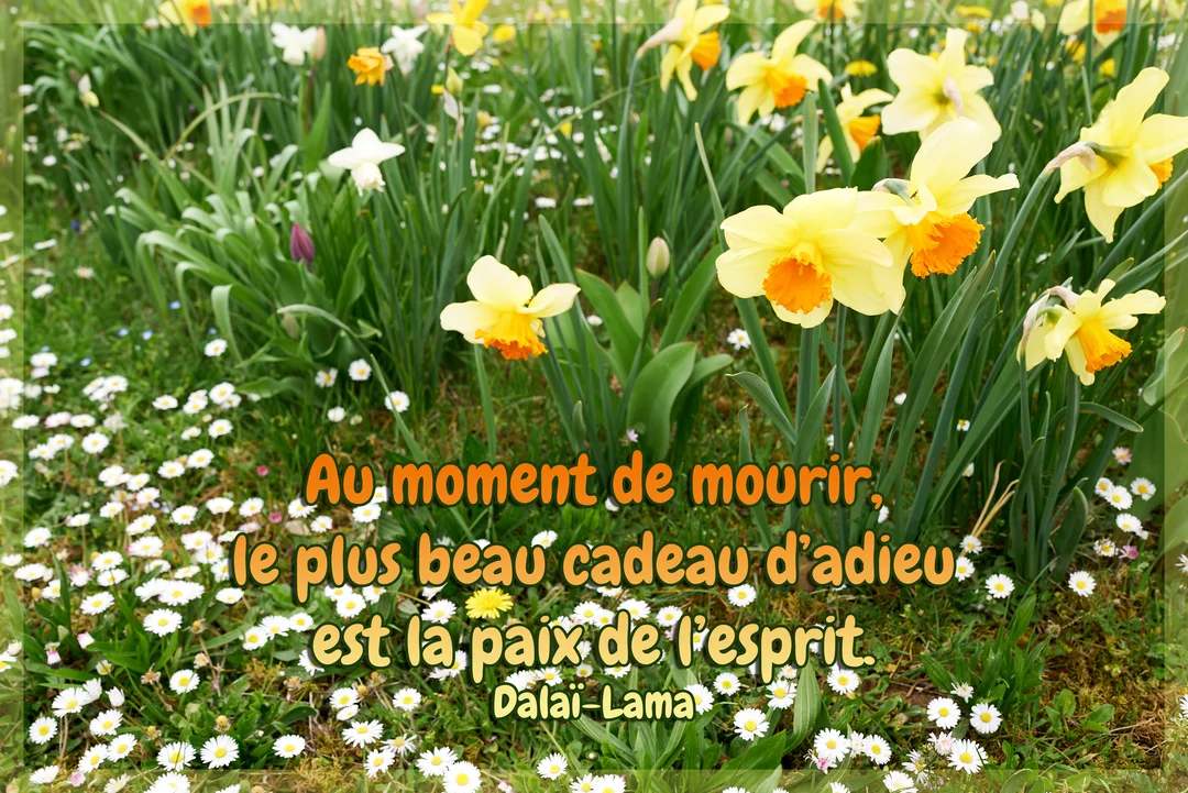 Une citation du Dalaï-Lama est superposée sur une photo d'un parterre verdoyant de jonquilles jaunes et de petites pâquerettes blanches au printemps.