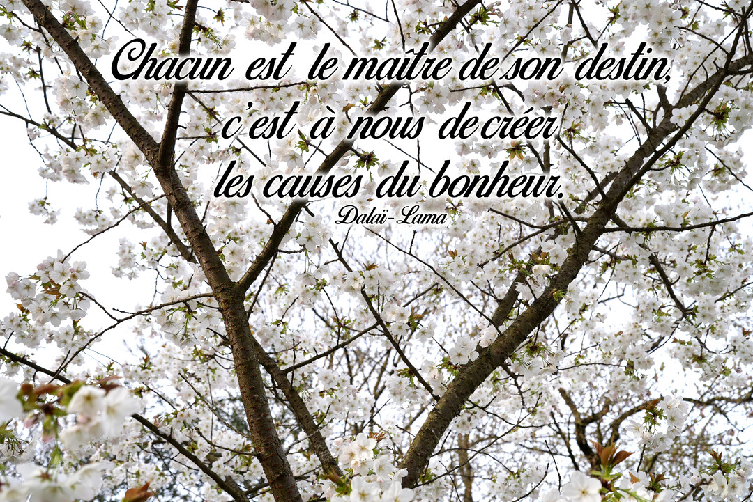 Vue en contre-plongée d'un arbre aux fleurs blanches épanouies, sur laquelle est superposée une citation du Dalaï-Lama en police manuscrite noire.