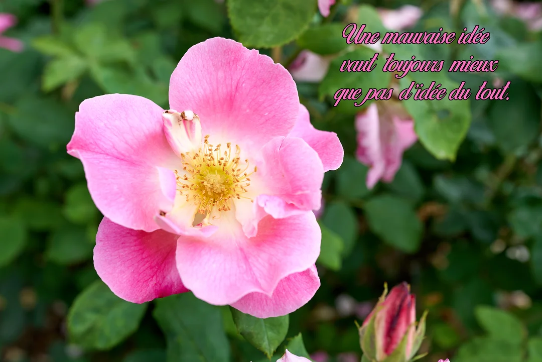 Gros plan photographique d'une rose sauvage rose épanouie, avec un cœur jaune vif, sur un arrière-plan flou de feuillage vert.
