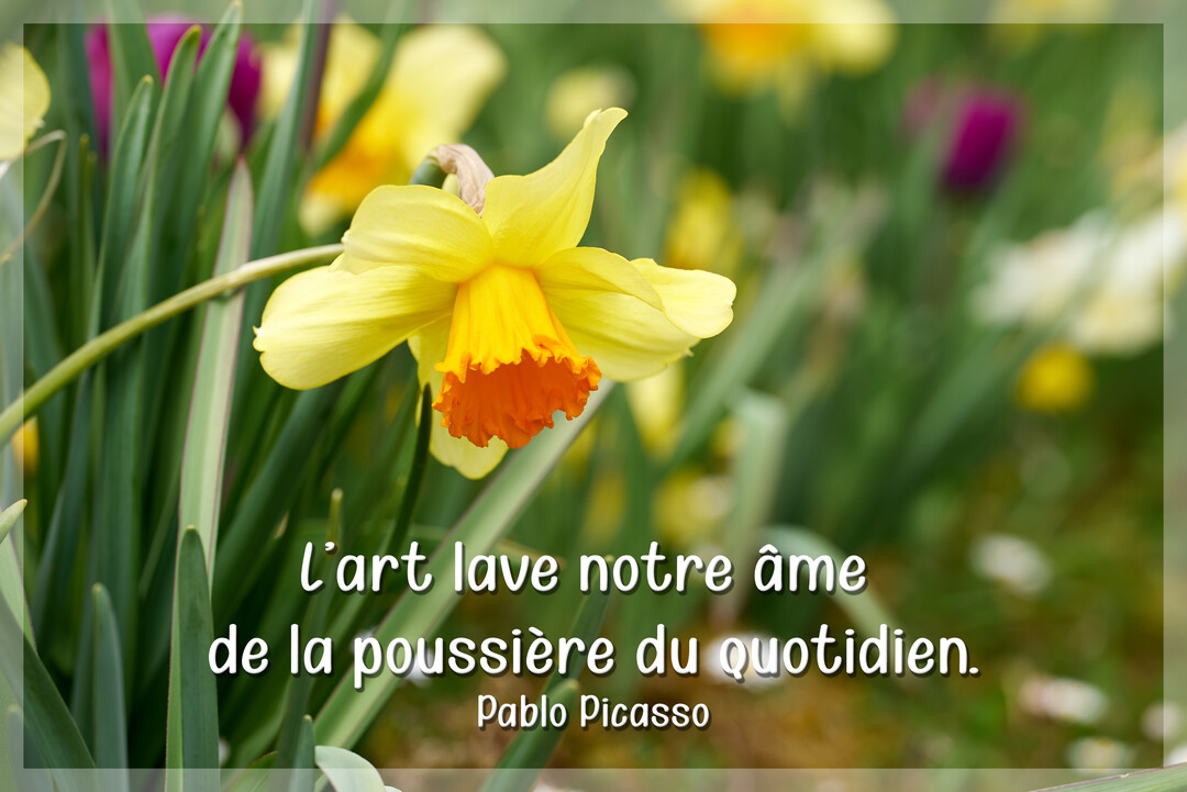 Une jonquille jaune au cœur orangé est en pleine floraison, capturée en gros plan sur un fond de verdure et de fleurs floues.