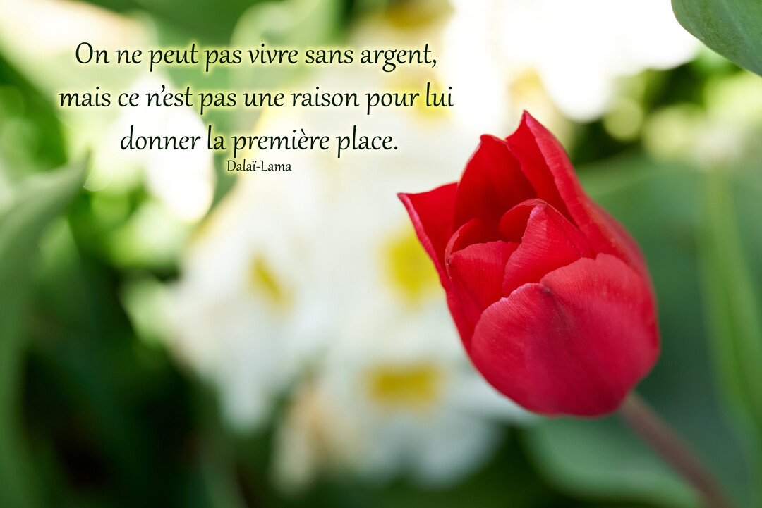 Une citation du Dalaï-Lama est superposée sur une photographie d'une tulipe rouge avec un arrière-plan végétal vert et blanc en bokeh.