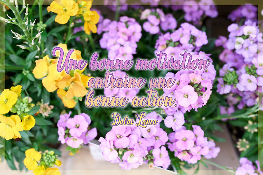 Une citation inspirante du Dalaï-Lama est superposée sur une photographie de fleurs violettes et jaunes avec un feuillage vert en arrière-plan.