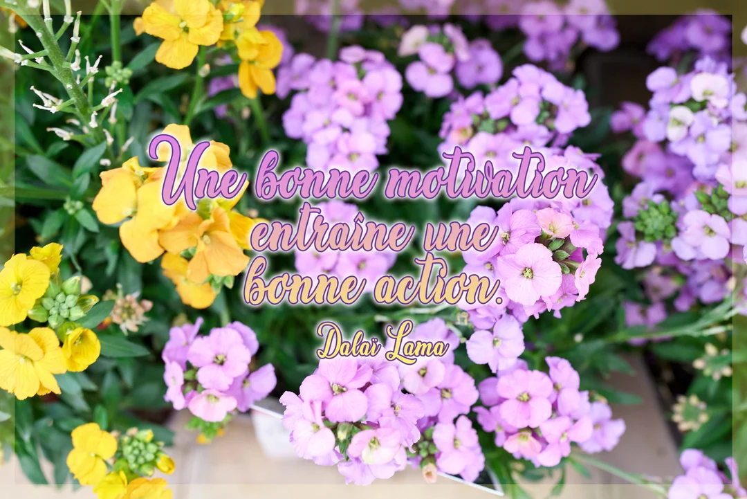 Une citation inspirante du Dalaï-Lama est superposée sur une photographie de fleurs violettes et jaunes avec un feuillage vert en arrière-plan.