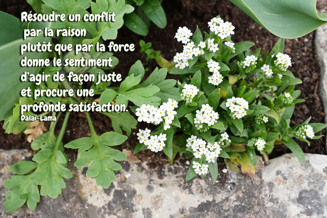 Une citation du Dalaï-Lama est superposée sur une photographie de petites fleurs blanches et de feuillage vert poussant près d'une bordure en pierre.