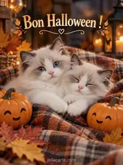 Halloween au chaud avec les chatons