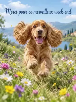 Cocker joyeux bondissant vers le spectateur dans une prairie de fleurs sauvages, les longues oreilles au vent, avec des pétales et des brins d'herbe soulevés par son saut. Texte : « Merci pour ce merveilleux week-end ».