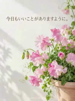 白い壁を背景に、淡いテラコッタ色の鉢からピンクのスイートピーが広がり、つぼみが花を開いている。